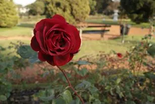 Rosa roja en el Rosedal de Palermo