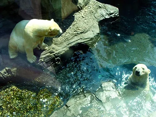 Osos polares en el zoológico de Central Park - Foto de Andrea Hoare Madrid - Newyorkando