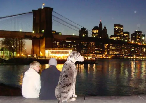 Mirador del Brooklyn Bridge Park - Foto de Andrea Hoare Madrid - Newyorkando