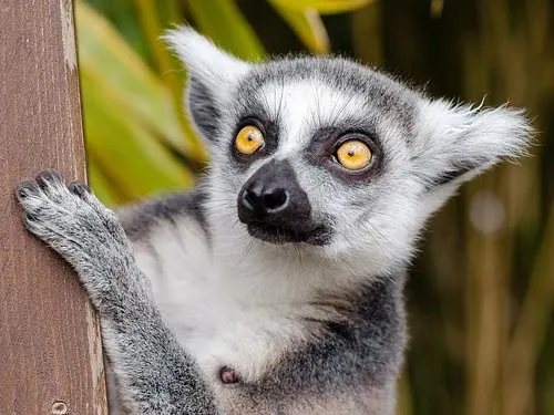 Lemur PX