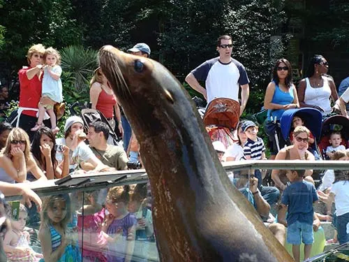estanque de los leones marinos en el zoológico de central park - Foto de Andrea Hoare Madrid - Newyorkando