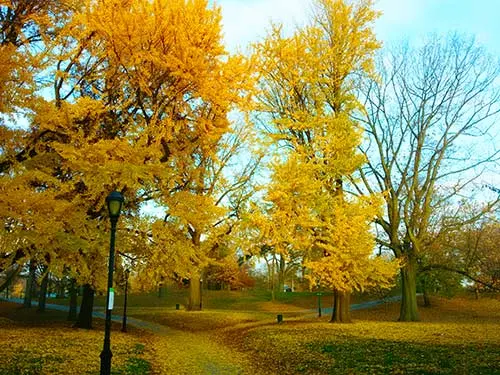 Prospect Park en otoño, que ver en Brooklyn. Foto de Andrea Hoare Madrid. Guía de Nueva York Newyorkando