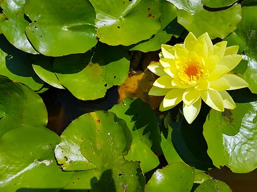 Lirio acuático en el Jardín Botánico de Brooklyn - Foto de Andrea Hoare Madrid