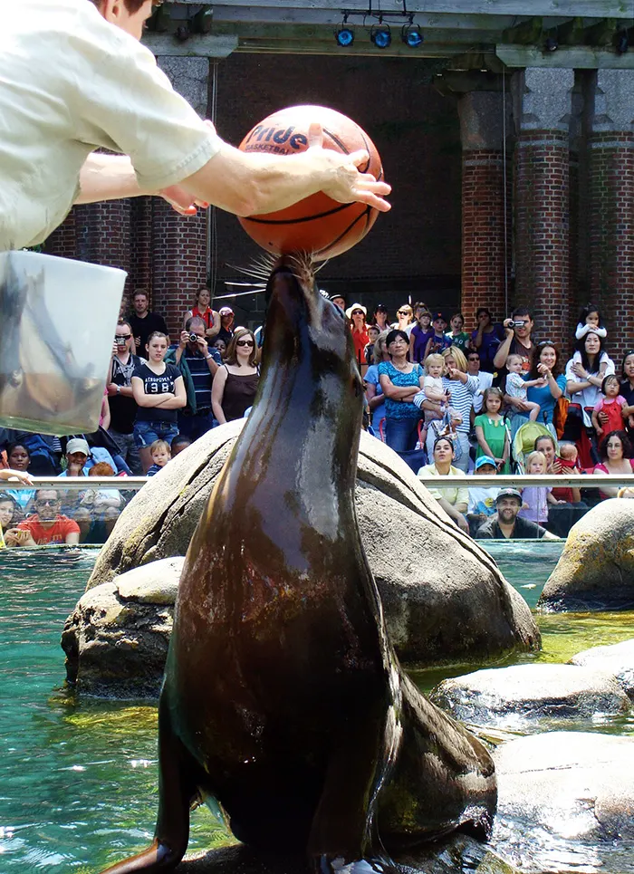 Lobo marino del zoológico de Central Park haciendo trucos - Foto de Andrea Hoare Madrid