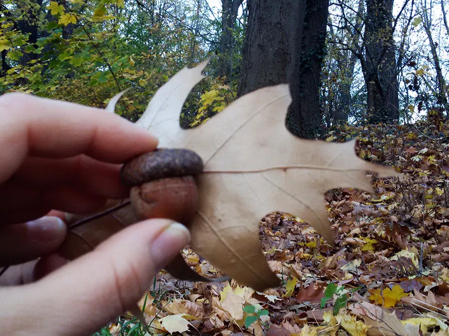 Bellota y hoja de roble en primer plano, en el fondo el paisaje de los bosques salvajes de Prospect Park en Brooklyn - Foto de Andrea Hoare Madrid