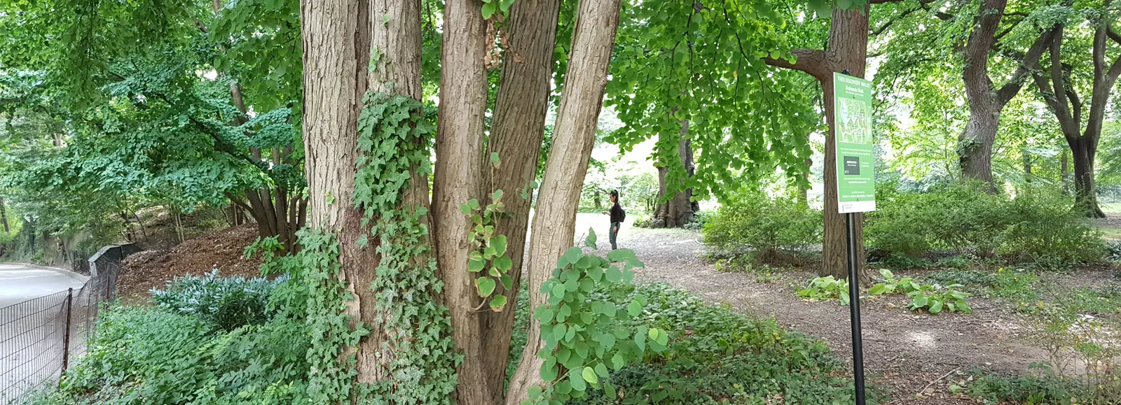 Árboles y senderos de los Strawberry en Central Park - Foto de Andrea Hoare Madrid