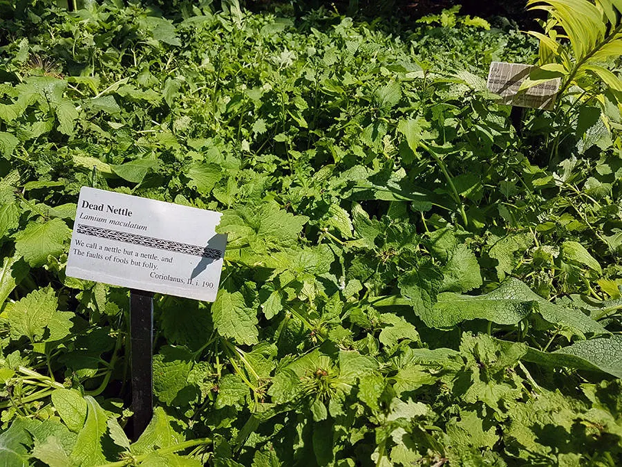 Hierba dead nettle (ortiga) en el jardín de Shakespeare del jardín botánico de Brooklyn. Foto de Andrea Hoare Madrid