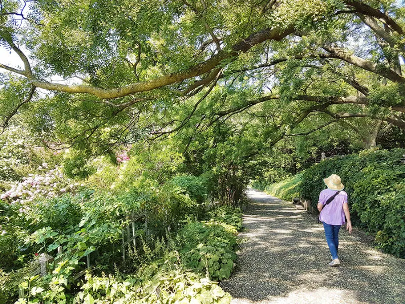 Senderos del Jardín Botánico de Brooklyn (Ginko biloba alley) - Foto de Andrea Hoare Madrid