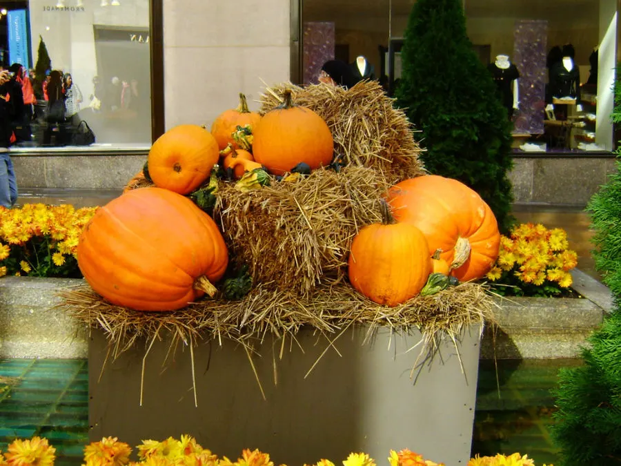 Halloween decorations (pumpkins) at Rockefeller Center in October in New York - Photo by Andrea Hoare Madrid