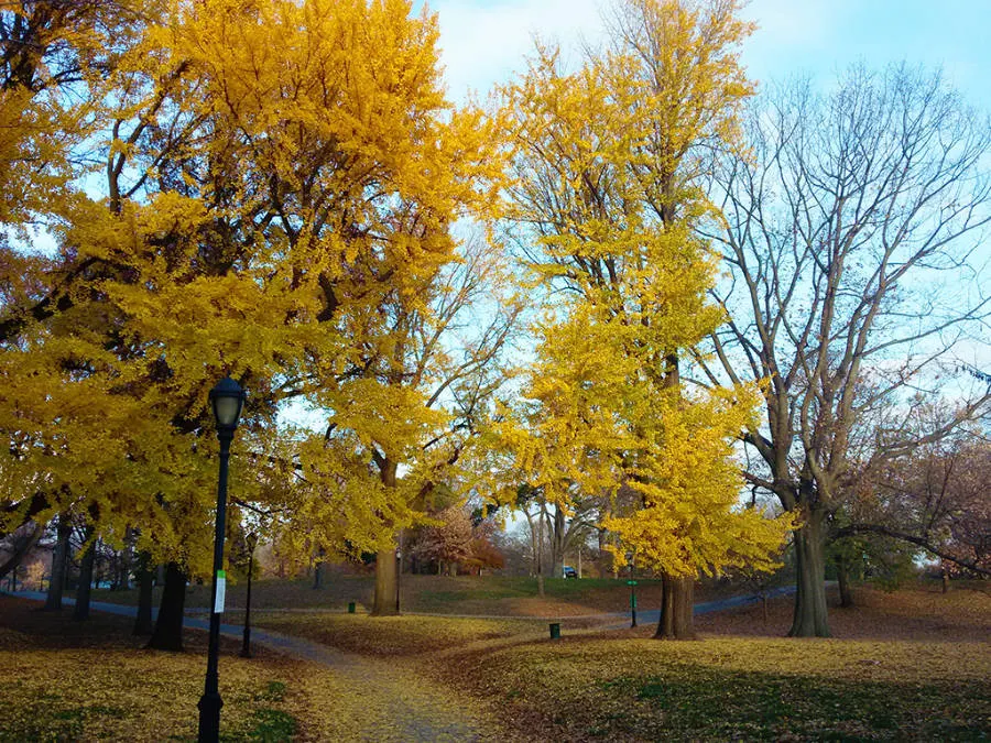 Árboles de Prospect Park de Brooklyn durante el otoño en New York, hojas amarillas - Foto de Andrea Hoare Madrid