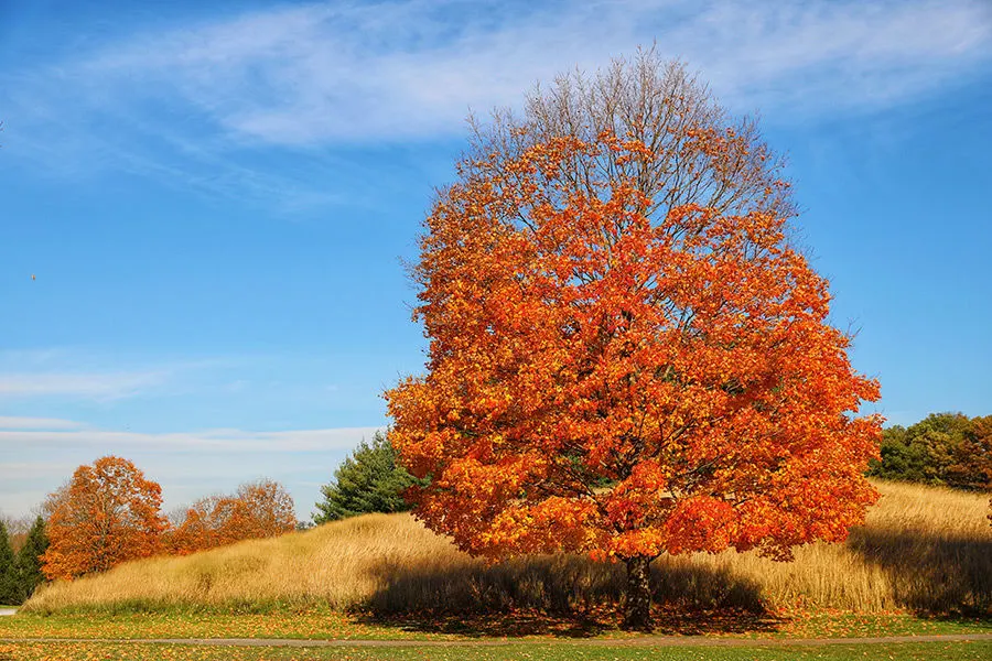 Tree with orange leaves during fall at Storm King Art Center, a spectacular outing during October in New York - Photo by PHOUNIUS on Unsplash available at https://unsplash.com/photos/UVD_YDfBOfo