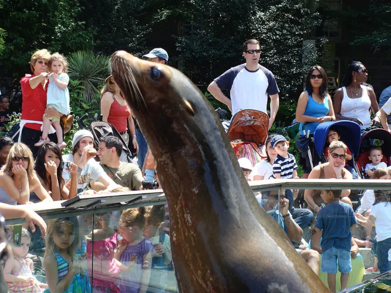 Focas del Zoológico de Central Park - Foto de Andrea Hoare Madrid