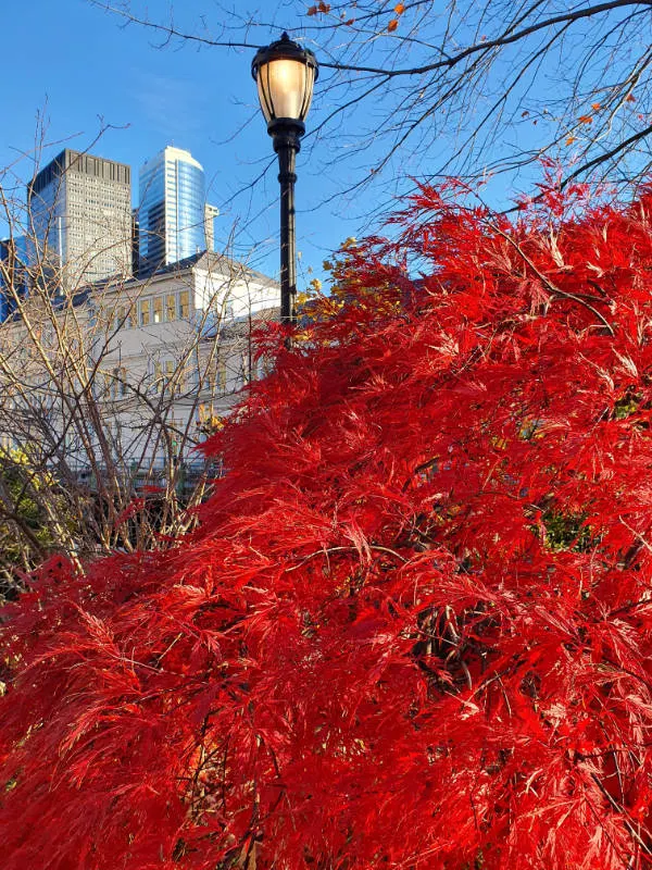 Arbusto rojo y farol en el Robert F Wagner Jr Park en el paseo marítimo sur de Manhattan - Foto de Andrea Hoare Madrid