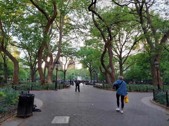 Antiguos árboles del Washinton Square Park, en la noche hay muchos que dicen ver cadáveres colgando (era un antiguo lugar de ejecuciones públicas) - Foto de Andrea Hoare Madrid