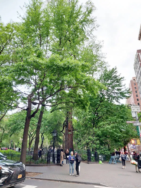 Hangman's Elm (el olmo del ahorcado) en Washington Square - Foto de Andrea Hoare Madrid