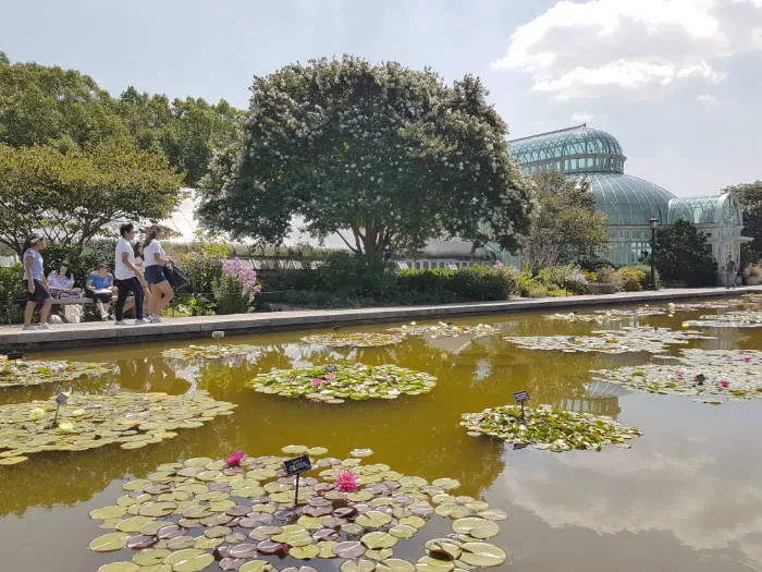 Pileta con nenúfares en el jardín botánico de Brooklyn. Foto de Andrea Hoare Madrid