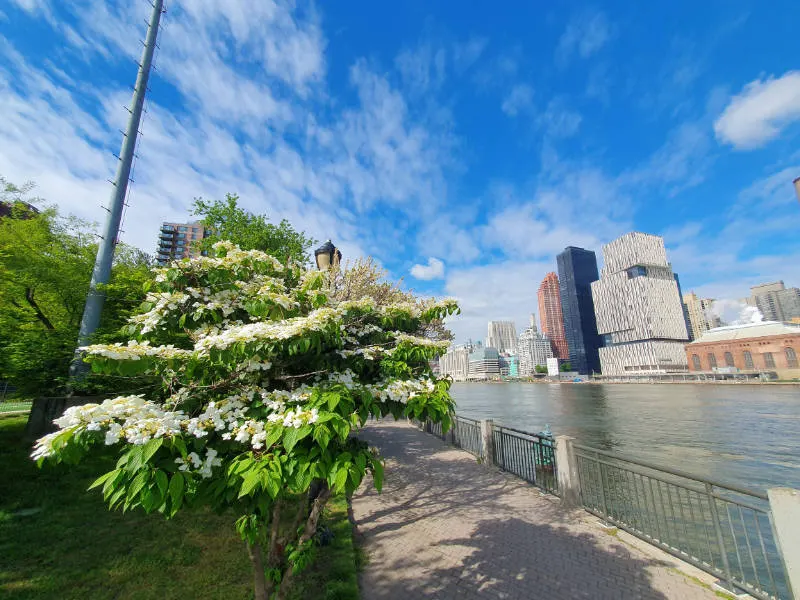 Senderos de Roosevelt Island junto al East River en primavera. A la izquierda se ve un árbol lleno de flores blancas y a la derecha edificios del centro de Manhattan. Foto de Andrea Hoare Madrid