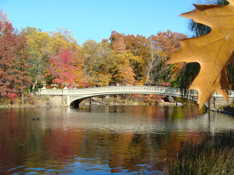 Vista del Bow Bridge y The Lake durante el otoño en New York. Detalle de una hoja caída en primer plano, detrás se ven los árboles cambiando de color. Foto de Andrea Hoare Madrid