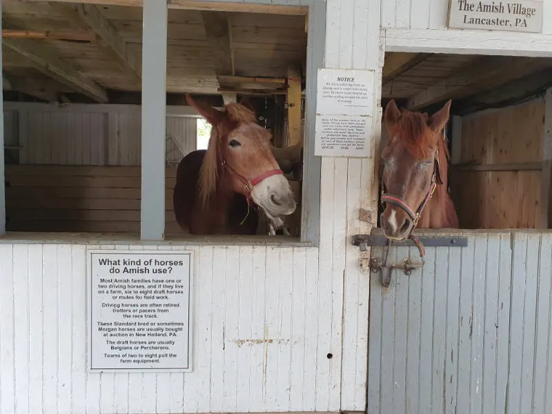 2 caballos dentro de un establo de la Amish Village en Lancaster, Pensilvania. Foto de Andrea Hoare Madrid.