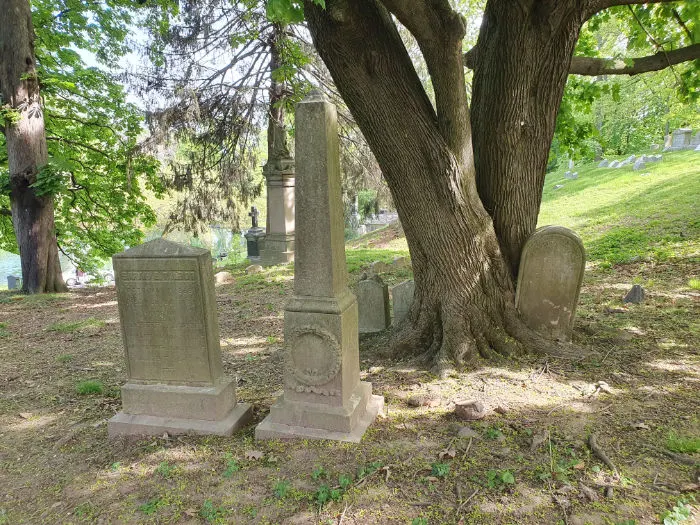 Detalle de un árbol que creció sobre tumbas antiguas en el Green-wood Cementery de Brooklyn. Foto de Andrea Hoare Madrid