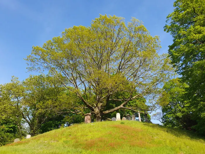 Antigua colina del Cementerio Green-Wood, se ve una tumba coronada por un árbol centenario. Foto de Andrea Hoare Madrid