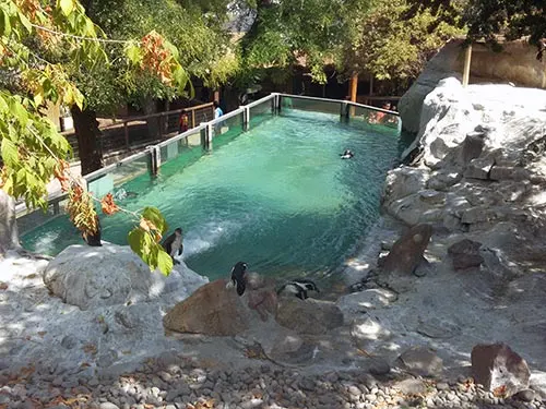 Piscina de los pinguüinos del Zoológico del Cerro San Cristóbal. Foto de AHM - Santiagoando