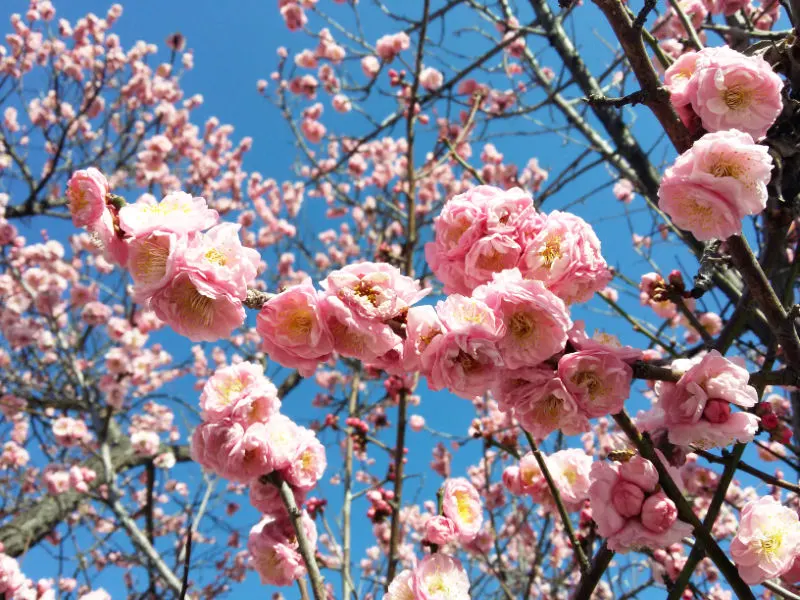 Cerezo en flor florecido durante la primavera en Santiago - Foto y árbol de Andrea Hoare Madrid