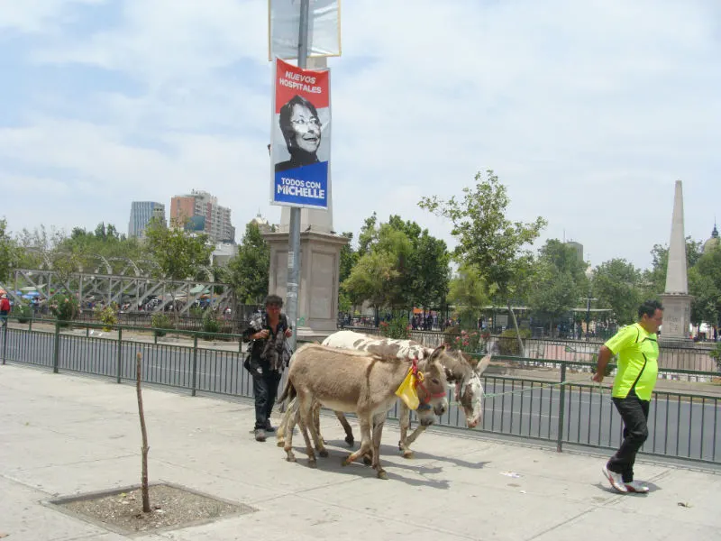Burros en la Vega - Santiagoando: Guía de Santiago - Foto de Andrea Hoare Madrid