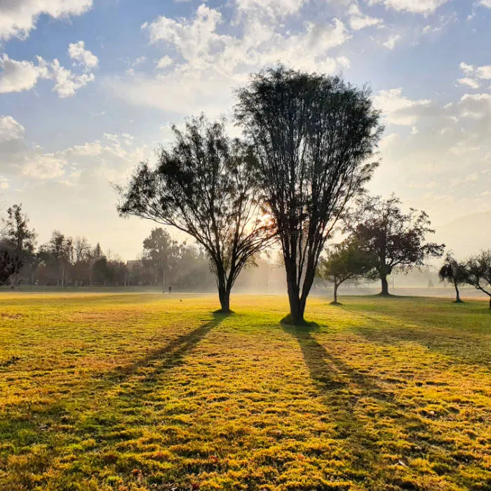 Amanecer a través de 2 árboles del Parque Padre Hurtado en otoño - Foto de Andrea Hoare Madrid