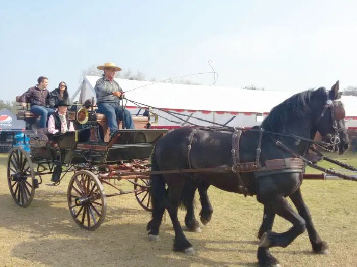 Carreta tirada por caballos percherones en la Semana de la Chilenidad en el Parque Padre Hurtado de Santiago - Foto de Andrea Hoare Madrid