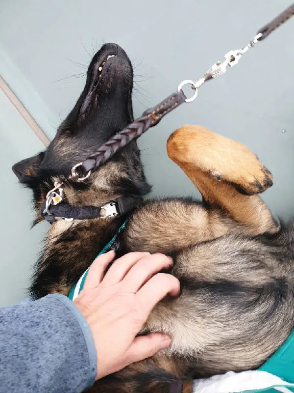 Mano de Andrea Hoare rascándole la guatita a un perrito carabinero regalón que vigilaba la entrada de la sede del Gobierno de Chile. Foto de Andrea Hoare Madrid