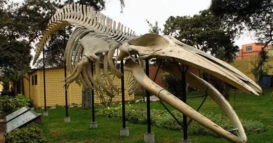Esqueleto de ballena en museo historia natural