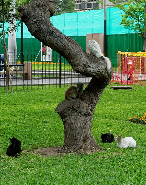 Gatos en parque kennedy en lima
