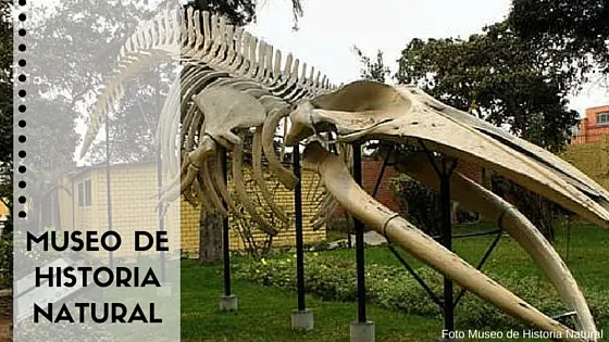 Museo de historia natural portada