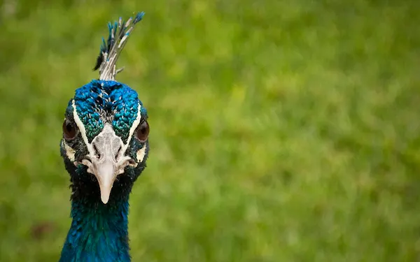 Pavo del parque de las leyendas Lima