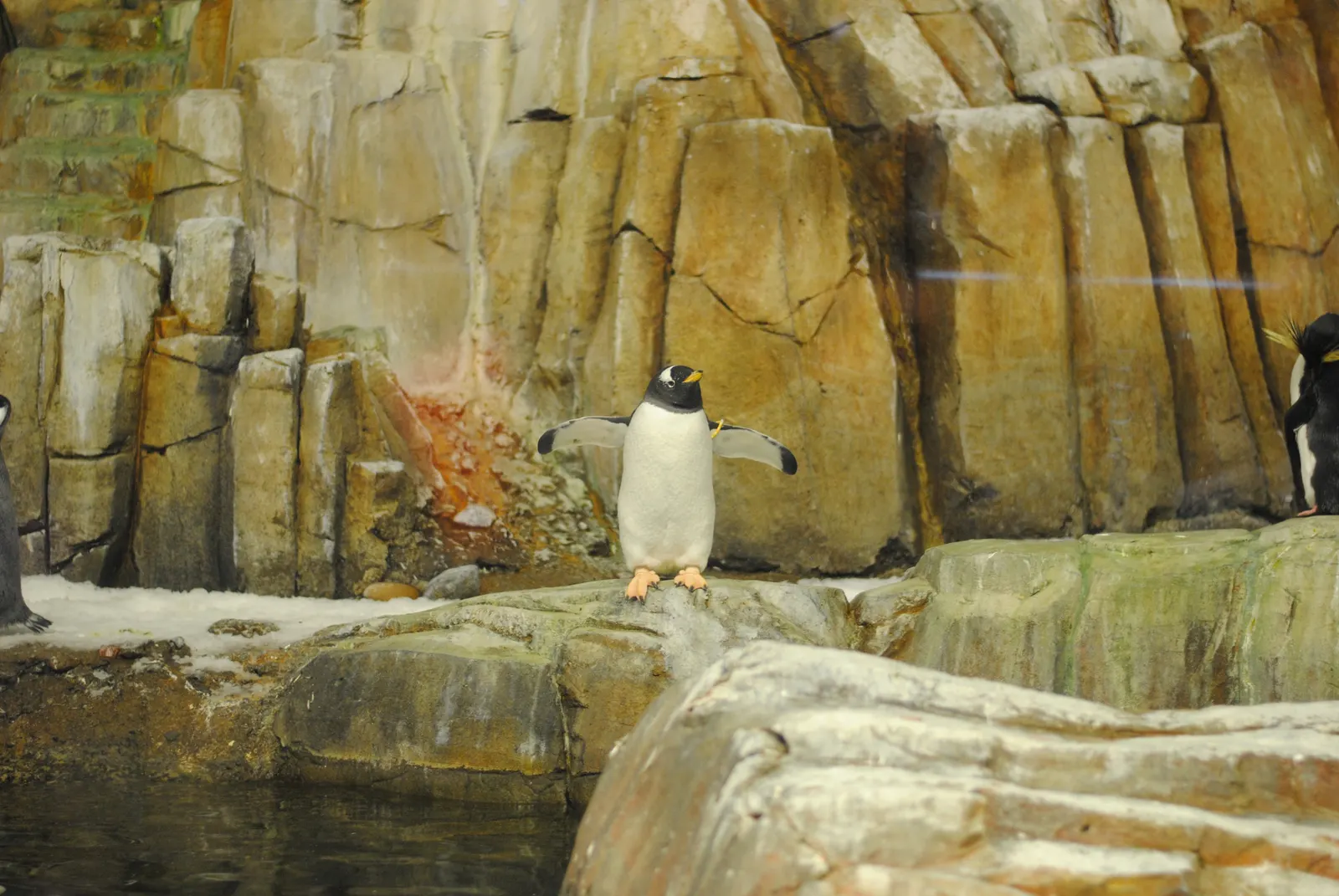Pinguino en el biodome montreal Salas en el Biodome de Montreal