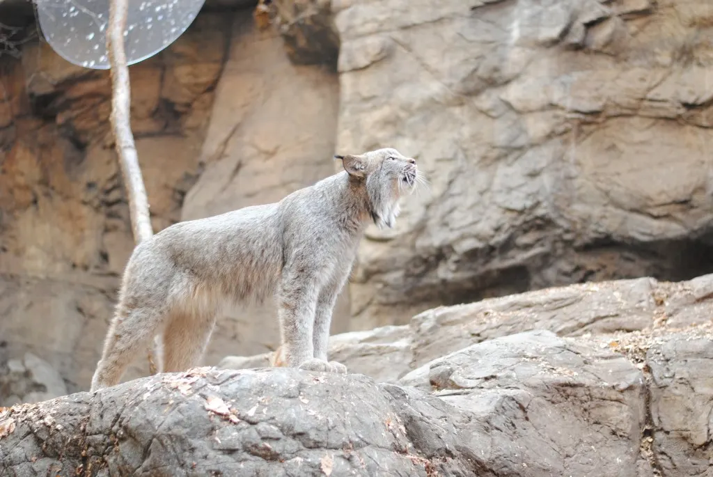 Lince en el biodome de montreal