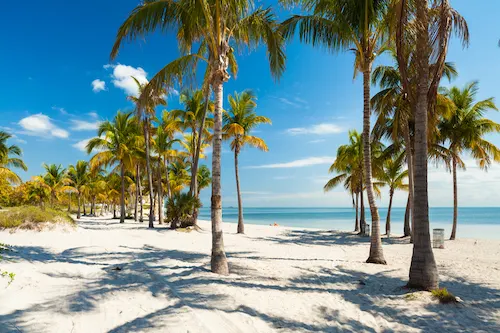 Palmeras en la playa