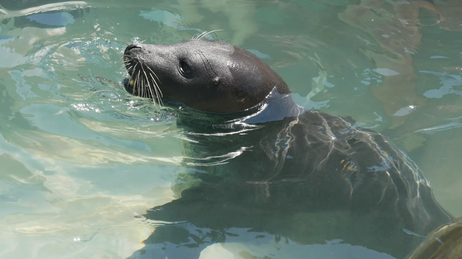 Lobos marinos en seaquarium