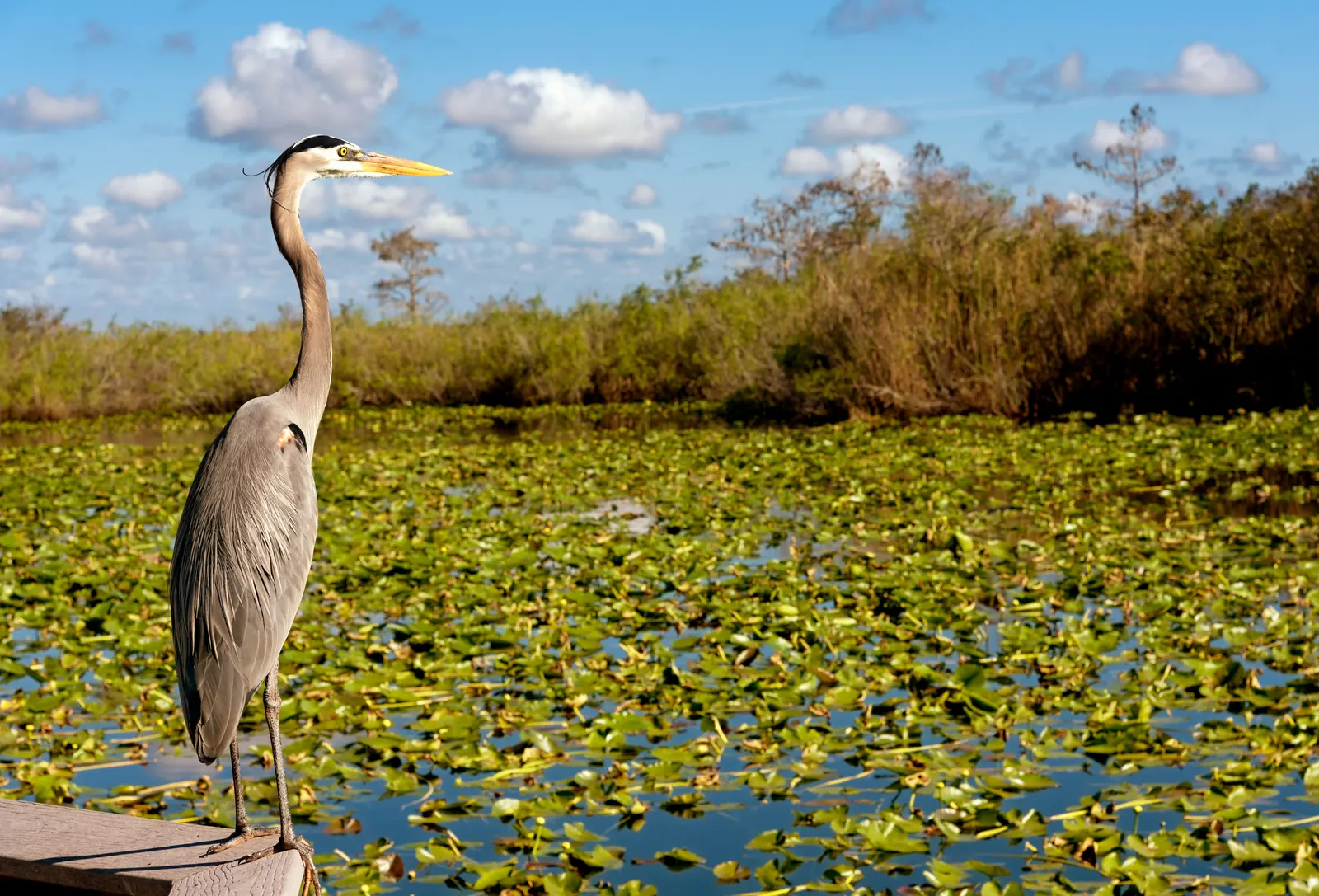 Pajaro admirando los everglades