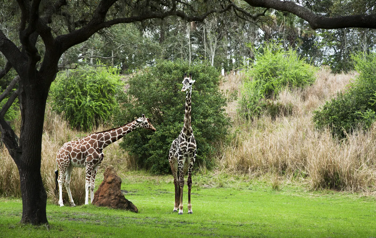 Animales en Animal kingdom