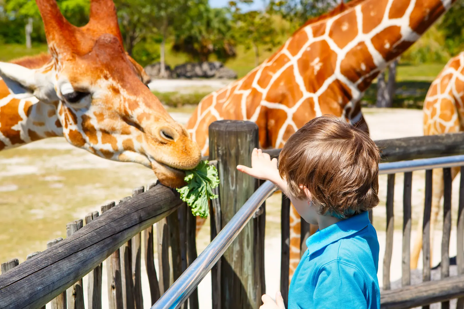 Alimentando en el zoo miami